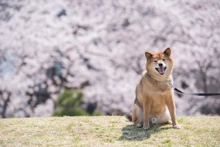 ワンちゃんのリードもdショッピングで購入!