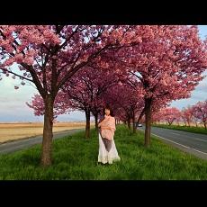 平和のシンボル「陽光桜」モチーフにCD発売 茜沢ユメル「Stay」記念ライブも