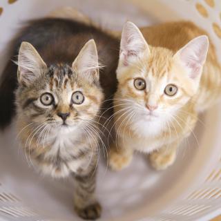 多頭飼いによる猫のストレスを軽減するには