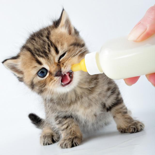 食欲ギャル曽根級!よく食べる子猫にはどんどん食べさせていいの?