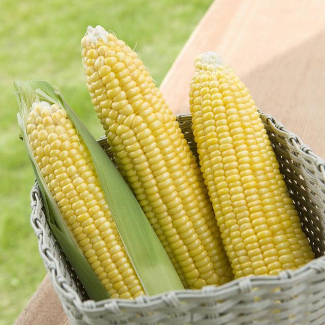 収穫すると糖度が日に日にダウン!とうもろこしの正しい保存法