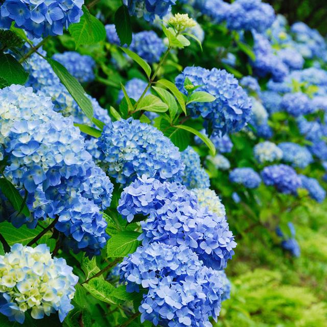 なぜお寺には紫陽花が多いの?――この季節、鎌倉へ足を運んでみませんか