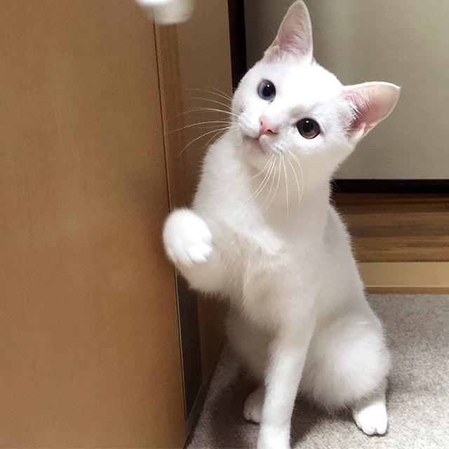 獣医師が指南!飼い主ができる猫が喜ぶこと