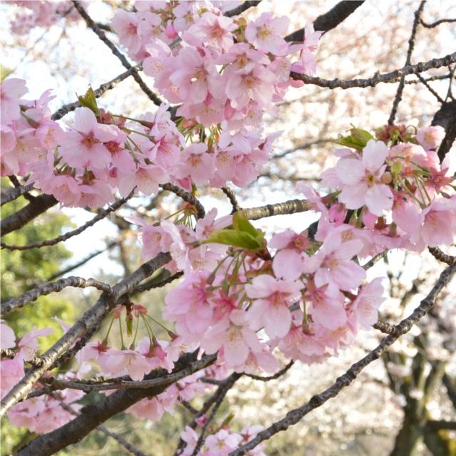 花見の季節には、濃いピンクの桜を愛でよう!