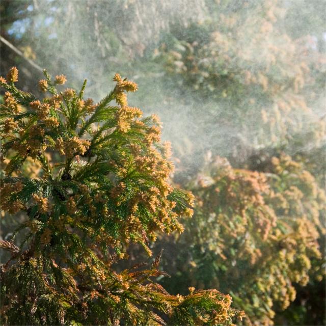 花粉症対策、巷のウワサを専門家に聞いてみた!