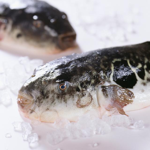 温泉水でフグを養殖!?温泉トラフグって何?
