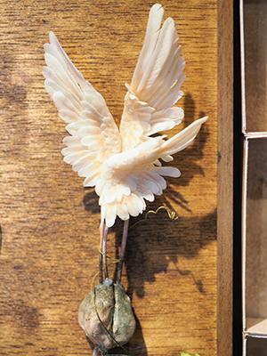 鳥の羽を思わせる「翼樹の種」