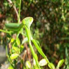 えっ!交尾した後に死んでしまう生物がいるって本当?