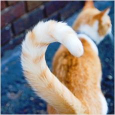しっぽでわかる猫の気持ち