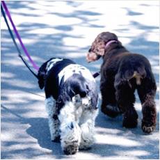 散歩中に犬のリード外しちゃダメ?