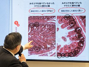 味噌を食べていたマウスは小腸粘膜幹細胞の再生率が高かった