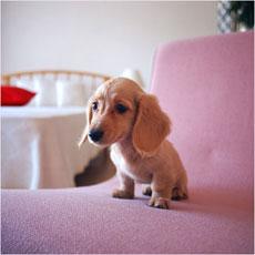 犬が一緒にいるときの夜の夫婦生活