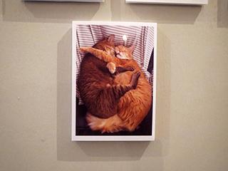 猫2