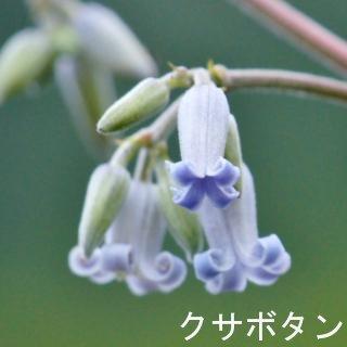 専門家が教える!日本で見かけたらラッキーな珍しい花々