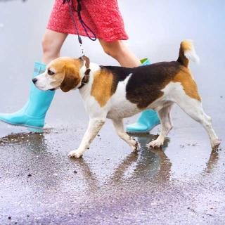 犬用アイテム専門店に聞いた!おススメのレインコート3選