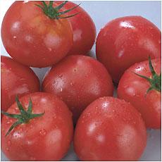 野菜?それとも果物?トマトはどちらに属するの?