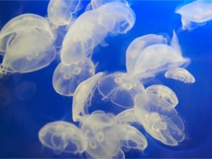 海水浴で気をつけたい海の中の危険生物