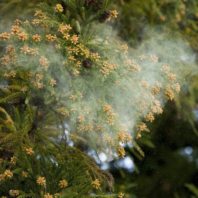 西日本では前年の2倍にも!? 2017年花粉飛散予測