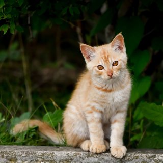 獣医師が指摘!生後間もない子猫の狩りに注意した方がいい理由