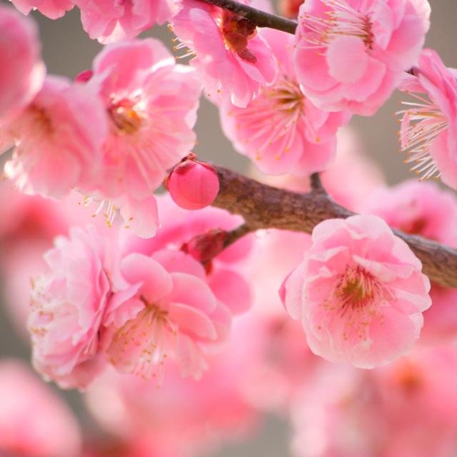 昔の花見は梅でしていた!今が旬の梅についてリサーチしてみた