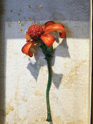雌しべ部分が苺のような「花苺」