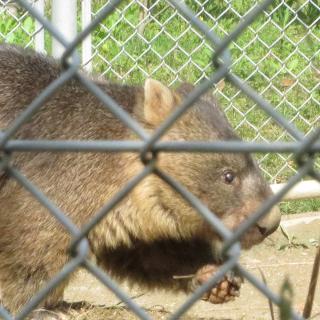 入場無料!五月山動物園のアイドル・ウォンバットに会いにいく