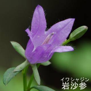専門家が教える!日本で見かけたらラッキーな珍しい花々