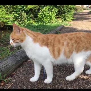 猫の尻尾が曲がっているのはなぜ?