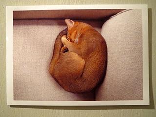 猫4