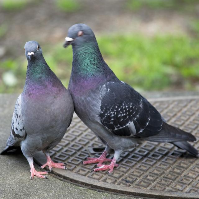 地面をついばんでいる鳩は何を食べているのか?衝撃の事実が判明