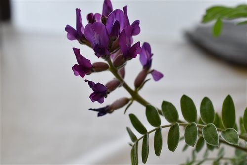 「花の名前を教えてください」の質問画像