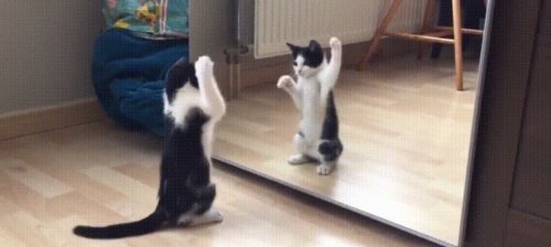 「猫と鏡」の質問画像