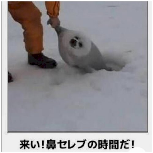 「月の船ﾟ・*:.｡..｡.:+・ﾟﾟ・*」の回答画像188