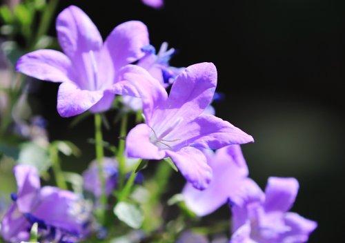 「花の名前を教えてください。」の質問画像