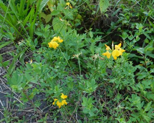 「この花の名前を教えてください。」の質問画像