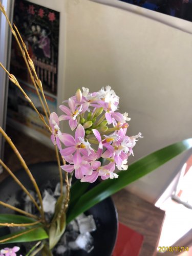 「この花の名前をお願い致します。」の質問画像