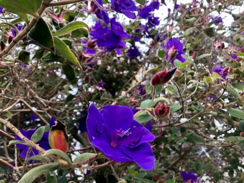 「紫色の花を咲かせるこの花/樹木(10月撮」の質問画像