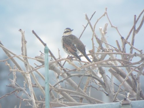 「鳥の名前教えて下さい」の質問画像