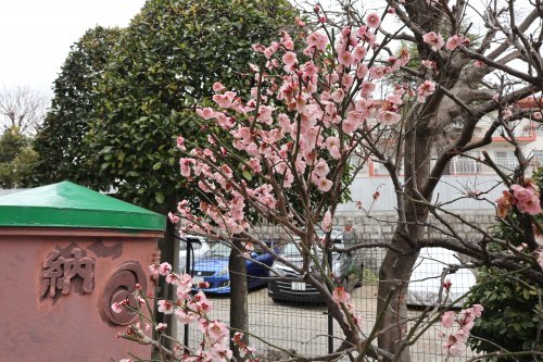 「花（木）の名前を教えて下さい」の質問画像