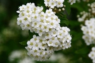 「アジサイに似た見事な花です、この花の名前」の回答画像1