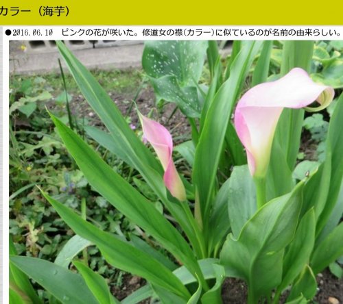 「花の名前を教えてください」の回答画像2