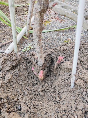 「ボタンの脇芽について」の質問画像