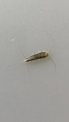 「部屋にこんな虫がいました。 わかる方名前」の質問画像