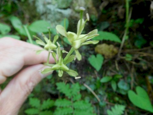 「山中で見つけました。山野草でしょうか、名」の質問画像