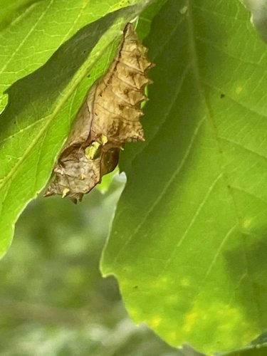 「サナギ 成虫の名前 教えてください」の質問画像