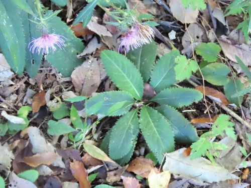 「草花の名前 教えてください」の質問画像