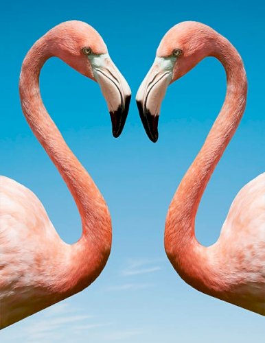 「オレンジ色が特徴的な動物教えてください。」の回答画像12