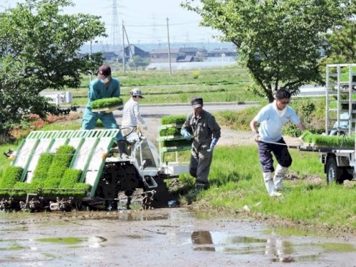 「皆さん、おはようございます♪ 田植え作業」の質問画像