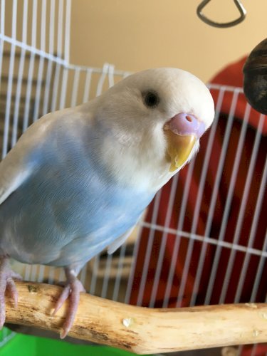 「セキセイインコの性別」の質問画像