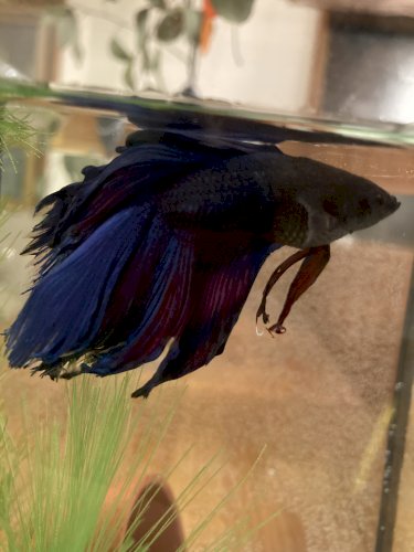 「ベタを飼っています。初心者です。 買い出」の質問画像